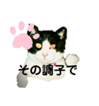 私の愛猫ミキスケくん（個別スタンプ：12）