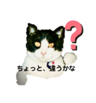 私の愛猫ミキスケくん（個別スタンプ：17）