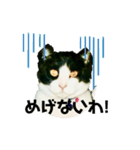 私の愛猫ミキスケくん（個別スタンプ：19）