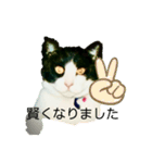 私の愛猫ミキスケくん（個別スタンプ：21）