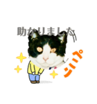 私の愛猫ミキスケくん（個別スタンプ：23）