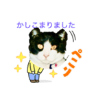 私の愛猫ミキスケくん（個別スタンプ：29）