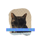 ねこ様挨拶編たがわ（個別スタンプ：1）