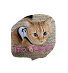 ねこ様挨拶編たがわ（個別スタンプ：2）