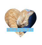 ねこ様挨拶編たがわ（個別スタンプ：3）