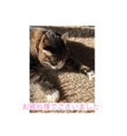 ねこ様挨拶編たがわ（個別スタンプ：7）