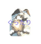 ねこ様挨拶編たがわ（個別スタンプ：8）
