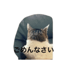 ねこ様挨拶編たがわ（個別スタンプ：10）