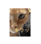 ねこ様挨拶編たがわ（個別スタンプ：11）