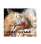ねこ様挨拶編たがわ（個別スタンプ：12）