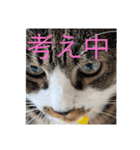 ねこ様挨拶編たがわ（個別スタンプ：13）