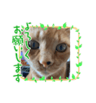 ねこ様挨拶編たがわ（個別スタンプ：14）