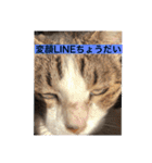 ねこ様挨拶編たがわ（個別スタンプ：15）