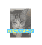 ねこ様挨拶編たがわ（個別スタンプ：16）