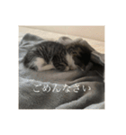 しらすがしゃべる2（個別スタンプ：1）