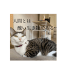 しらすがしゃべる2（個別スタンプ：2）