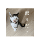 しらすがしゃべる2（個別スタンプ：3）