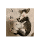 しらすがしゃべる2（個別スタンプ：5）
