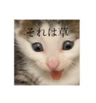 しらすがしゃべる2（個別スタンプ：7）