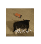 しらすがしゃべる2（個別スタンプ：8）