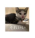 しらすがしゃべる2（個別スタンプ：10）