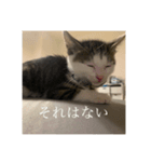 しらすがしゃべる2（個別スタンプ：11）