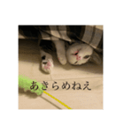 しらすがしゃべる2（個別スタンプ：12）