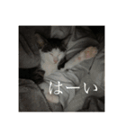 しらすがしゃべる2（個別スタンプ：15）