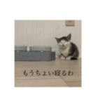 しらすがしゃべる2（個別スタンプ：16）