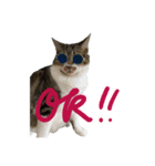 ねこ_まるやま（個別スタンプ：1）
