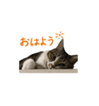 ねこ_まるやま（個別スタンプ：2）