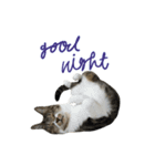 ねこ_まるやま（個別スタンプ：3）