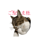 ねこ_まるやま（個別スタンプ：5）