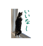 ねこ_まるやま（個別スタンプ：6）