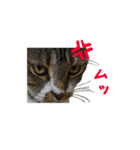 ねこ_まるやま（個別スタンプ：7）