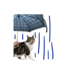 ねこ_まるやま（個別スタンプ：8）