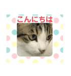 いろいろ使える、日常ネコちょこスタンプ2（個別スタンプ：8）