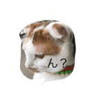 スコティッシュNALUの日常（個別スタンプ：3）