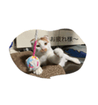 スコティッシュNALUの日常（個別スタンプ：6）