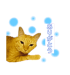 Aik‘s愛猫スタンプ2（個別スタンプ：1）