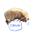 Aik‘s愛猫スタンプ2（個別スタンプ：2）