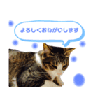 Aik‘s愛猫スタンプ2（個別スタンプ：7）