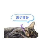 Aik‘s愛猫スタンプ2（個別スタンプ：8）