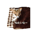 コーギーのモカさん②（個別スタンプ：6）