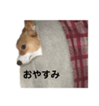 コーギーのモカさん②（個別スタンプ：8）