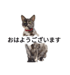 天草MFの保護猫たち（個別スタンプ：1）