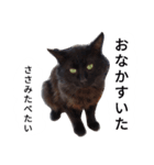 天草MFの保護猫たち（個別スタンプ：2）