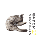 天草MFの保護猫たち（個別スタンプ：3）