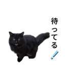 天草MFの保護猫たち（個別スタンプ：4）