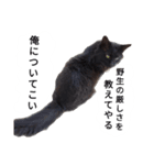 天草MFの保護猫たち（個別スタンプ：6）